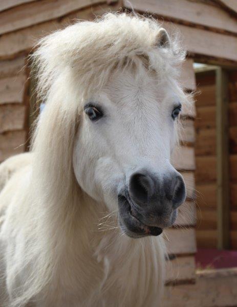 Retoucheren inflatie neus Pony's | De Bonte Belevenis