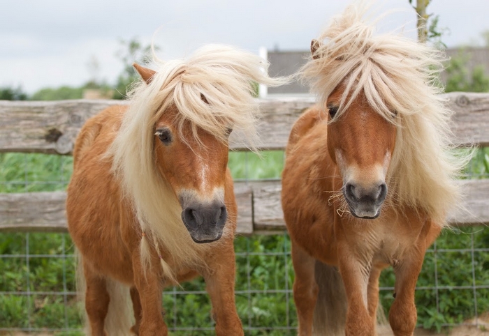 Retoucheren inflatie neus Pony's | De Bonte Belevenis