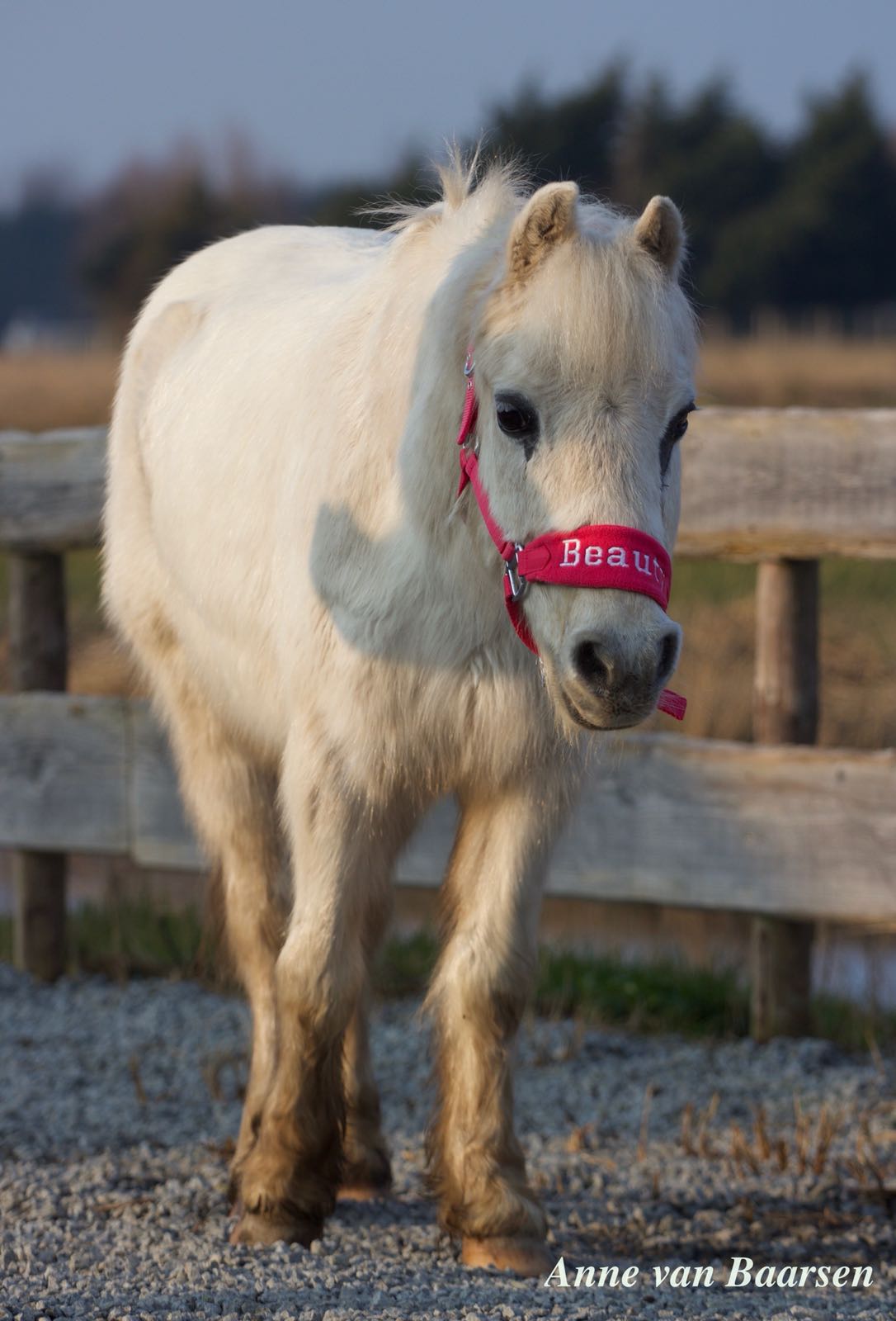 vacuüm deuropening Onderverdelen Pony's | De Bonte Belevenis